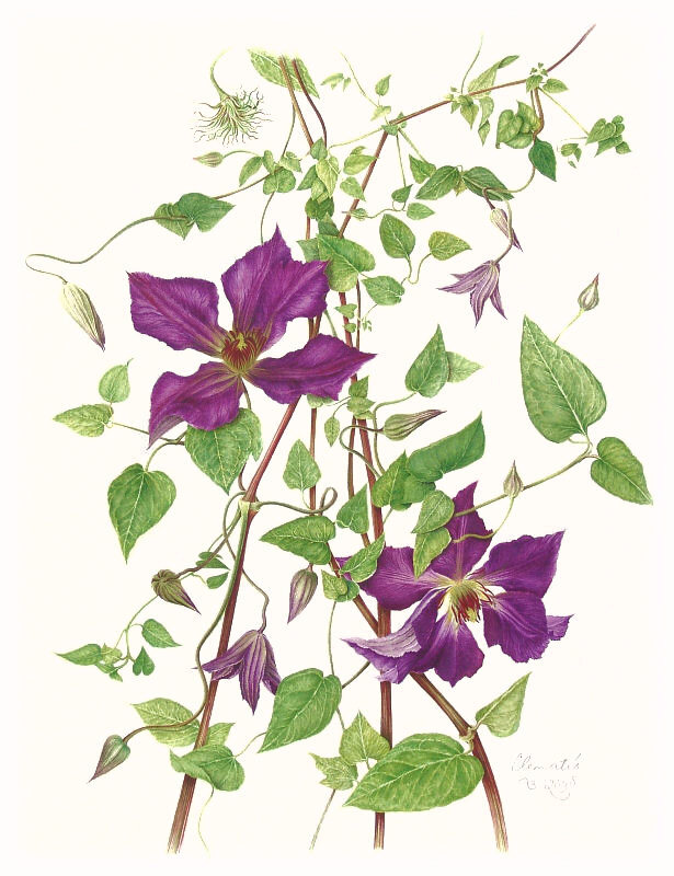 milly acharya的手绘植物图谱——clematis 1（共收录56张）（画家主页：http://botanix.org/）