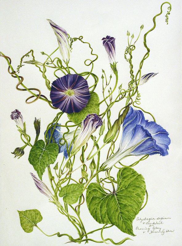 milly acharya的手绘植物图谱——bindweed（共收录56张）（画家主页：http://botanix.org/）