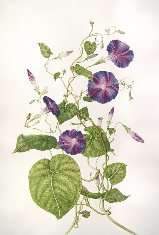 milly acharya的手绘植物图谱——ipomoea（共收录56张）（画家主页：http://botanix.org/）