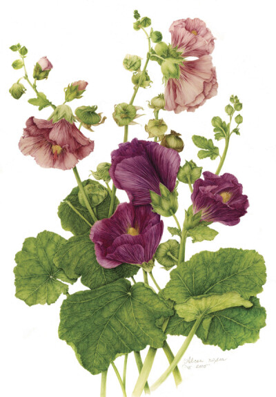 milly acharya的手绘植物图谱——hollyhock（共收录56张）（画家主页：http://botanix.org/）