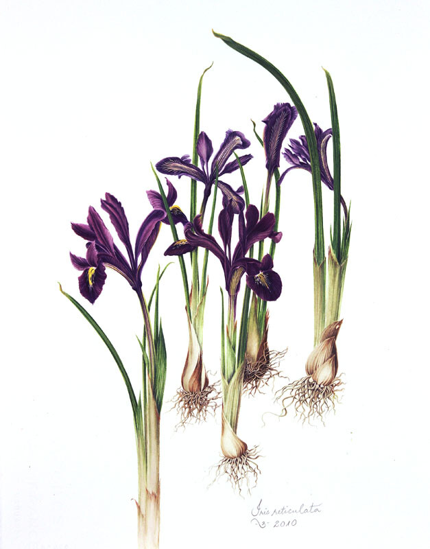 milly acharya的手绘植物图谱——iris reticulata（共收录56张）（画家主页：http://botanix.org/）