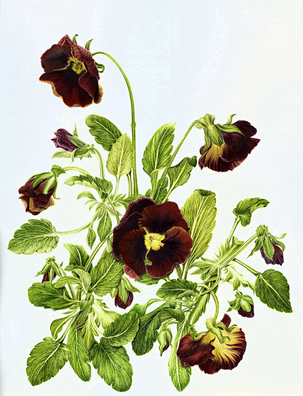 milly acharya的手绘植物图谱——viola tricolor（共收录56张）（画家主页：http://botanix.org/）