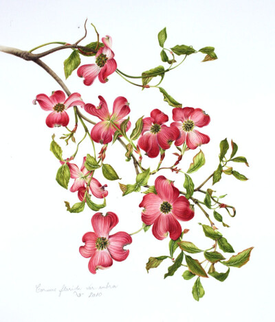 milly acharya的手绘植物图谱——cornus florida var rubra（共收录56张）（画家主页：http://botanix.org/）