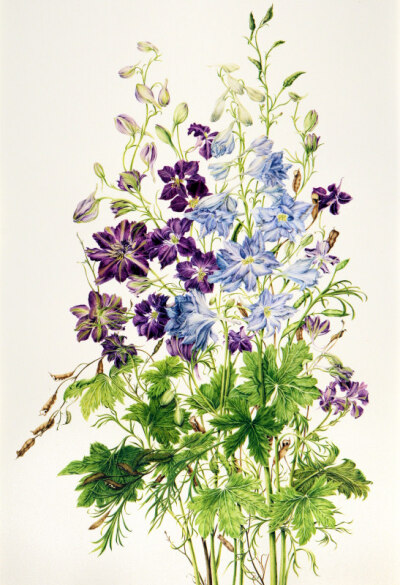 milly acharya的手绘植物图谱——delphinium（共收录56张）（画家主页：http://botanix.org/）