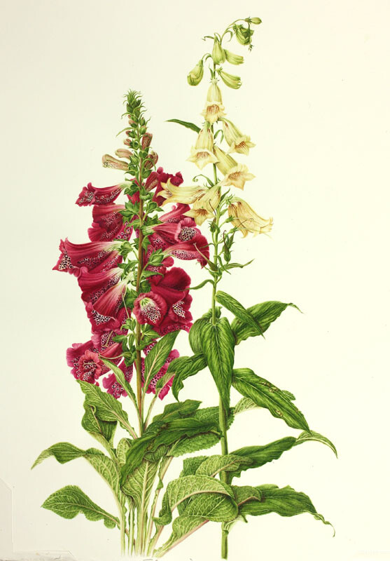 milly acharya的手绘植物图谱——digitalis（共收录56张）（画家主页：http://botanix.org/）