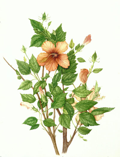 milly acharya的手绘植物图谱——hibiscus 2（共收录56张）（画家主页：http://botanix.org/）