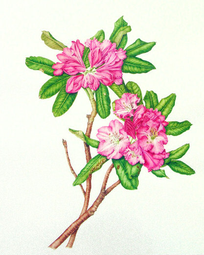 milly acharya的手绘植物图谱——rhododendron（共收录56张）（画家主页：http://botanix.org/）