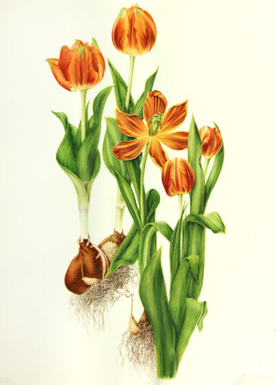 milly acharya的手绘植物图谱——tulipa（共收录56张）（画家主页：http://botanix.org/）