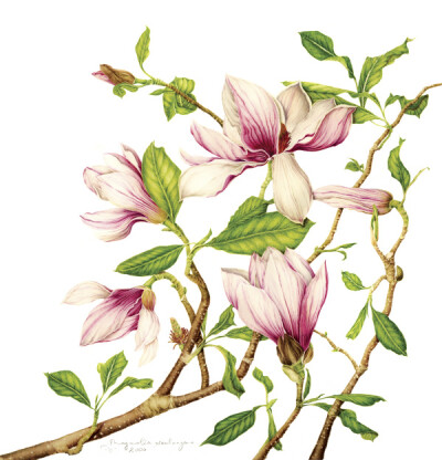 milly acharya的手绘植物图谱——magnolia（共收录56张）（画家主页：http://botanix.org/）