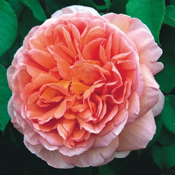 Abraham Darby 亚伯拉罕·达比