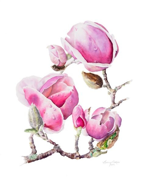 Jenny Coker细腻的水彩花卉植物——Magnolia Soulangeana（共收录13张）（画家主页：http://www.jennycoker.com/home）