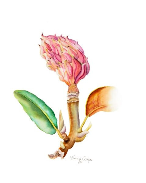 Jenny Coker细腻的水彩花卉植物——Magnolia Grandiflora Seedhead（共收录13张）（画家主页：http://www.jennycoker.com/home）