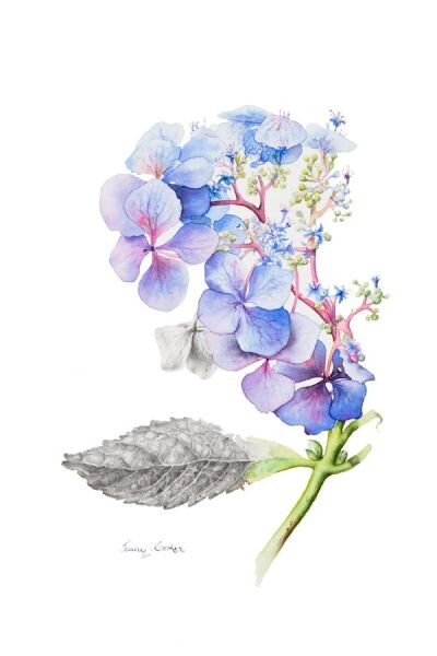 Jenny Coker细腻的水彩花卉植物——Wild Blue Hydrangea（共收录13张）（画家主页：http://www.jennycoker.com/home）