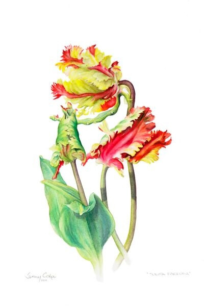 Jenny Coker细腻的水彩花卉植物——Tulipa Parrotia（共收录13张）（画家主页：http://www.jennycoker.com/home）