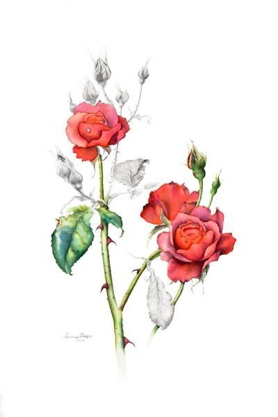Jenny Coker细腻的水彩花卉植物——Rosa Kiwi（共收录13张）（画家主页：http://www.jennycoker.com/home）