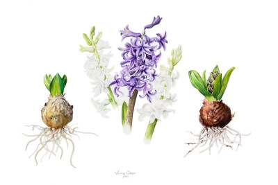 Jenny Coker细腻的水彩花卉植物——Hyacinths（共收录13张）（画家主页：http://www.jennycoker.com/home）