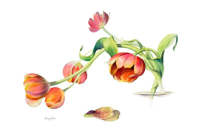 Jenny Coker细腻的水彩花卉植物——Early Tulips（共收录13张）（画家主页：http://www.jennycoker.com/home）