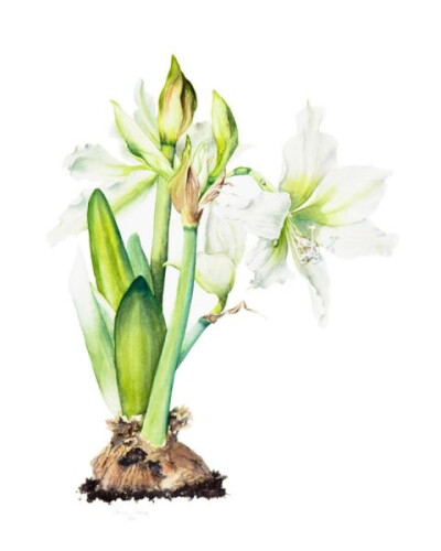 Jenny Coker细腻的水彩花卉植物——Hippeastrum 'Lemon Lime'（共收录13张）（画家主页：http://www.jennycoker.com/home）