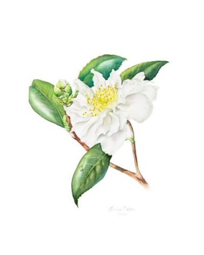 Jenny Coker细腻的水彩花卉植物——Camellia 'Silver Anniversary'（共收录13张）（画家主页：http://www.jennycoker.com/home）
