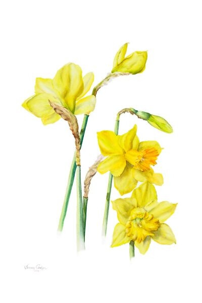 Jenny Coker细腻的水彩花卉植物——Daffodils（共收录13张）（画家主页：http://www.jennycoker.com/home）