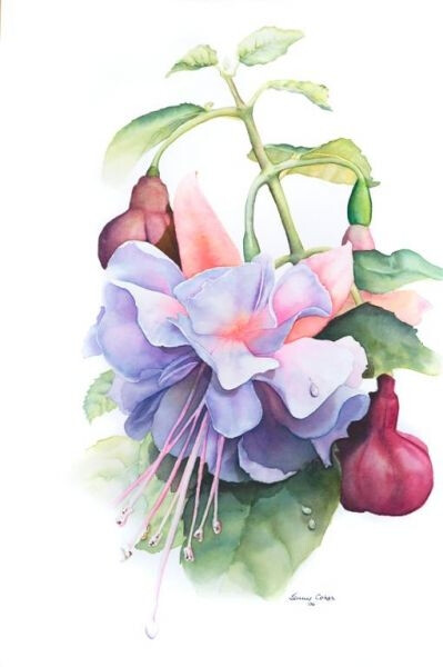 Jenny Coker细腻的水彩花卉植物——Lavender Fuschia（共收录13张）（画家主页：http://www.jennycoker.com/home）