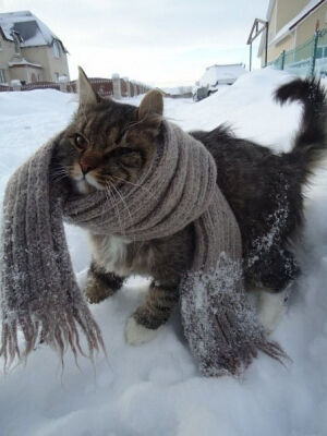 带围巾的猫咪