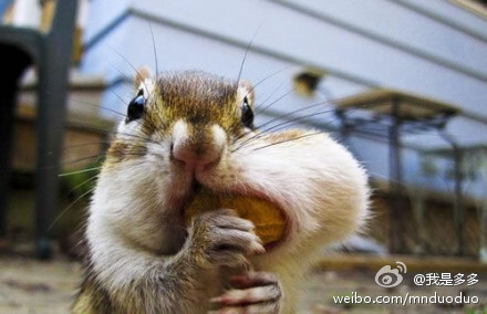 同学同学~！花生是你的了~！不要着急吞啊~！剥壳~！！！【图片来自新浪微博@我是多多】