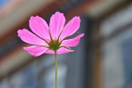 格桑花，中文学名：波斯菊，拉丁学名：Cosmos bipinnatus Cav.。花语：“怜取眼前人”。藏族有一个美丽的传说：不管是谁，只要找到了八瓣格桑花，就找到了幸福。