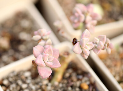 多肉植物 掌上花园--胧月 桃花开了，春天就要来了.......