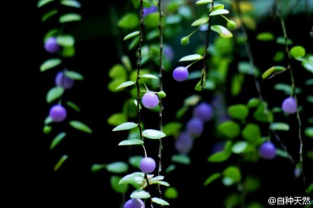 紫珠儿 杜鹃花科提灯莓属，学名：Sphyrospermum cordifolium，图片：nobuflickr