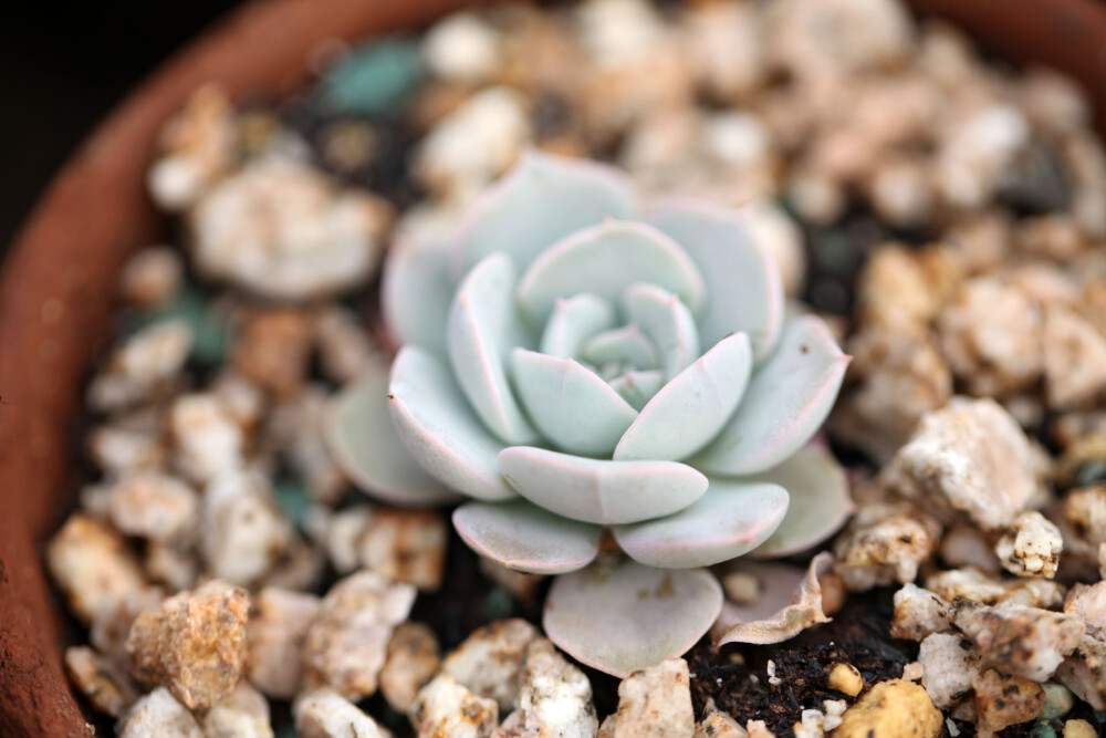 多肉植物 掌上花园--鲁氏石莲 浮华如梦...