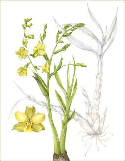 Mindy Lighthipe的手绘花卉植物动物图谱——Cyrtopodiumflavum 共收录41张图片 （画家主页：http://www.mindylighthipe.com/studio16online/FineArt_Galleries/Pages/Symbiosis.html#grid）