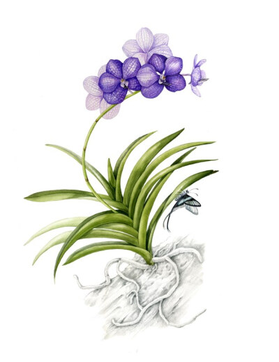 Mindy Lighthipe的手绘花卉植物动物图谱——PurpleVanda 共收录41张图片 （画家主页：http://www.mindylighthipe.com/studio16online/FineArt_Galleries/Pages/Symbiosis.html#grid）