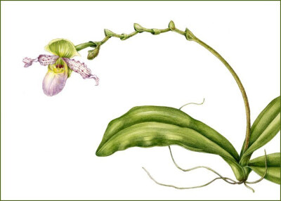 Mindy Lighthipe的手绘花卉植物动物图谱——PinnocchioOrchid 共收录41张图片 （画家主页：http://www.mindylighthipe.com/studio16online/FineArt_Galleries/Pages/Symbiosis.html#grid）