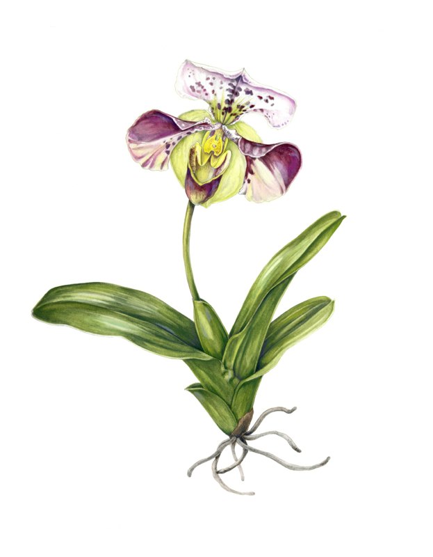 Mindy Lighthipe的手绘花卉植物动物图谱——LadyslipperOrchid 共收录41张图片 （画家主页：http://www.mindylighthipe.com/studio16online/FineArt_Galleries/Pages/Symbiosis.html#grid）