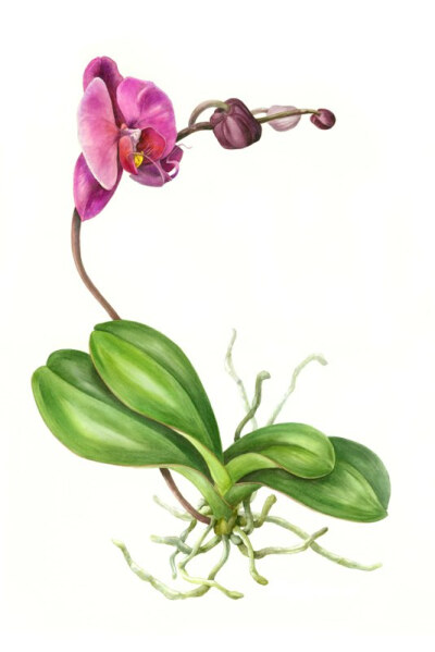 Mindy Lighthipe的手绘花卉植物动物图谱——Phalenopsis 共收录41张图片 （画家主页：http://www.mindylighthipe.com/studio16online/FineArt_Galleries/Pages/Symbiosis.html#grid）