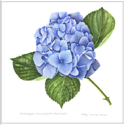 kathy cranmer的手绘水彩花卉图谱 共收录13张图片 （画家主页：http://www.kathycranmerartstudio.com/botanical-illustration.html）