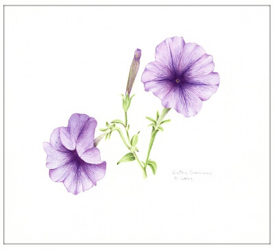 kathy cranmer的手绘水彩花卉图谱 共收录13张图片 （画家主页：http://www.kathycranmerartstudio.com/botanical-illustration.html）