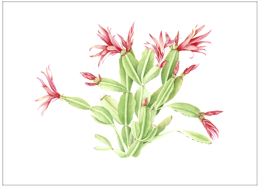 kathy cranmer的手绘水彩花卉图谱 共收录13张图片 （画家主页：http://www.kathycranmerartstudio.com/botanical-illustration.html）