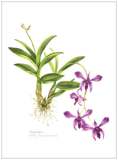 kathy cranmer的手绘水彩花卉图谱 共收录13张图片 （画家主页：http://www.kathycranmerartstudio.com/botanical-illustration.html）
