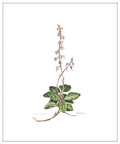 kathy cranmer的手绘水彩花卉图谱 共收录13张图片 （画家主页：http://www.kathycranmerartstudio.com/botanical-illustration.html）