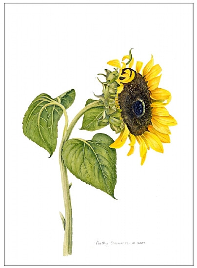 kathy cranmer的手绘水彩花卉图谱 共收录13张图片 （画家主页：http://www.kathycranmerartstudio.com/botanical-illustration.html）