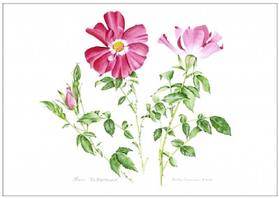 kathy cranmer的手绘水彩花卉图谱 共收录13张图片 （画家主页：http://www.kathycranmerartstudio.com/botanical-illustration.html）