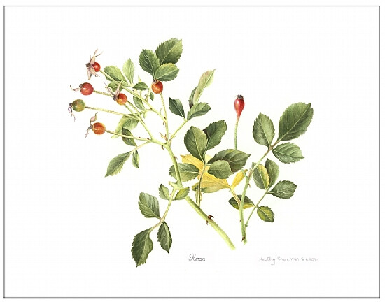 kathy cranmer的手绘水彩花卉图谱 共收录13张图片 （画家主页：http://www.kathycranmerartstudio.com/botanical-illustration.html）