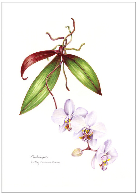 kathy cranmer的手绘水彩花卉图谱 共收录13张图片 （画家主页：http://www.kathycranmerartstudio.com/botanical-illustration.html）