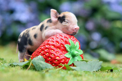 小猪也爱吃草莓