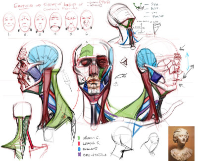 Head Drawing Wk