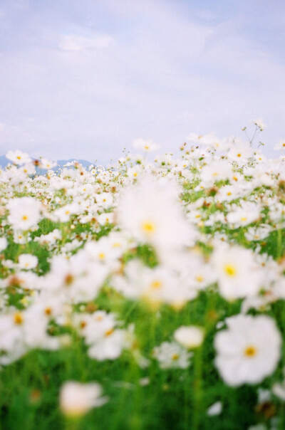 花，白花花