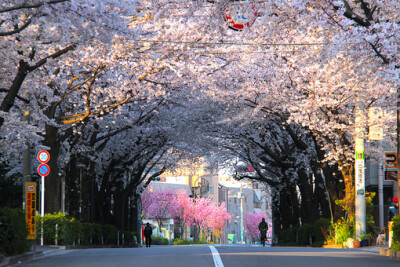 樱花之道