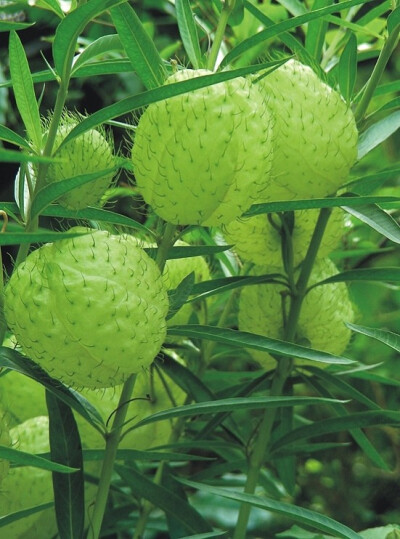 气球花，又名钉头果唐棉，风船唐棉